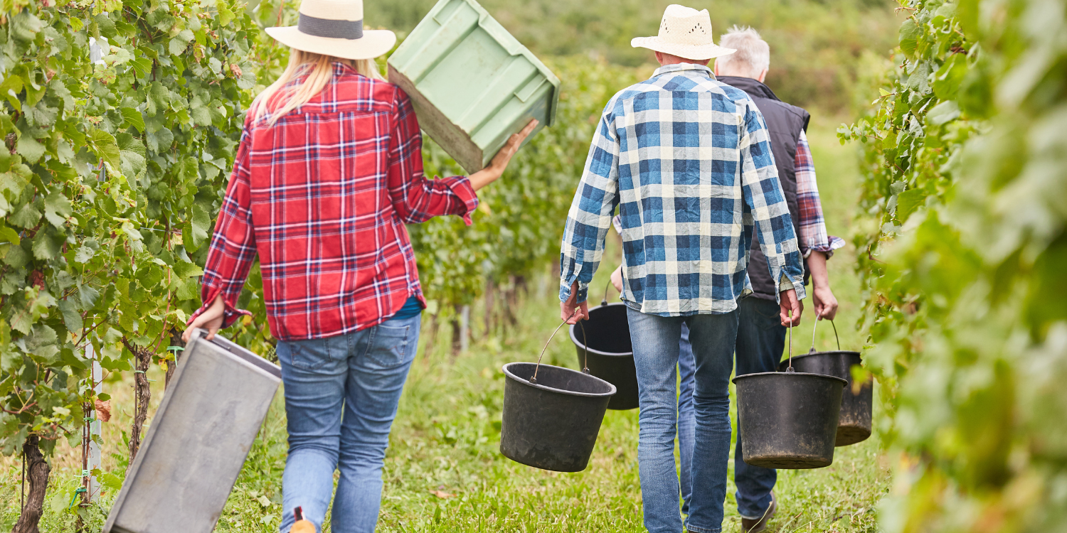 three workers walking through a crop field